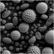 Pyłki kwiatowe - jedne z najczęstszych alergenów. Obraz spod mikroskopu elektronowego.