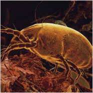 Zarodniki grzyba z rodzaju 'alternaria' - Obraz spod mikroskopu świetlnego.